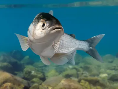 Whitefish (Animated) 2 3D model