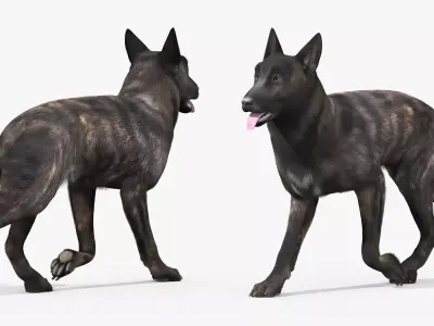 Dutch Shepherd Dog Walk Fur Animated Rigged For Maya 3D model