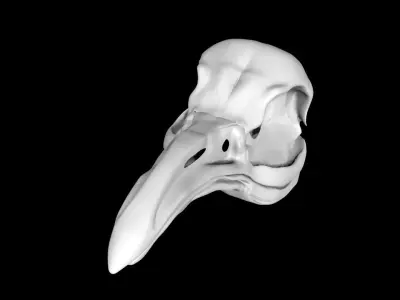 Penguin skull Low-poly 3D model