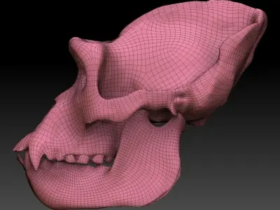 Ape Skull Scan 3D model