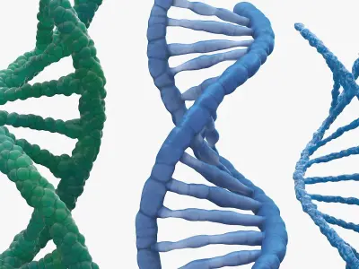DNA Double Helix Structure Models Blue 3D model