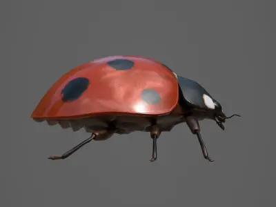 Ladybug 3d Model Low-poly 3D model