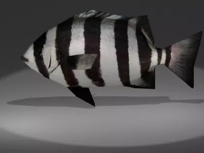 Archosargus fish with stripes Low-poly 3D model