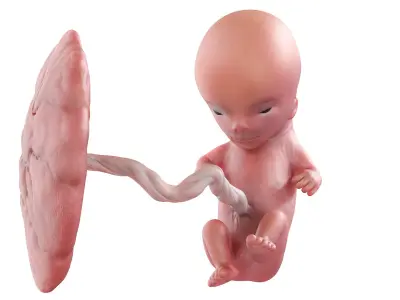 Fetus Week 11 Animated 3D model