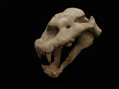 cheetah skull 3D model