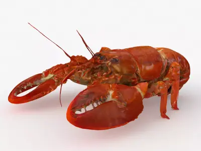 Lobster Low-poly 3D model buy