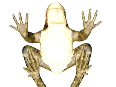Frog 3D model 3D model