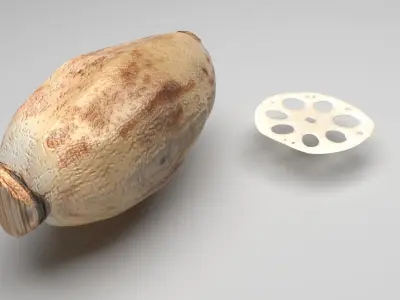 Lotus Root 3D model purchase