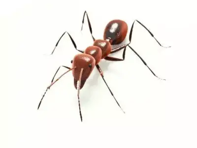 Ant 3D Model Rigged low-poly 3d model 3D model