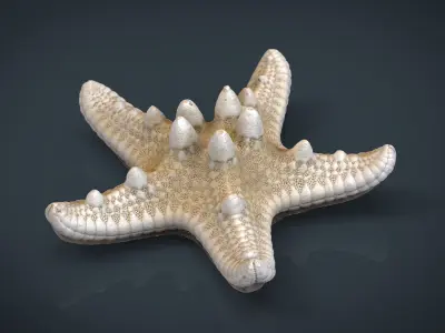 Starfish Low-poly 3D model order