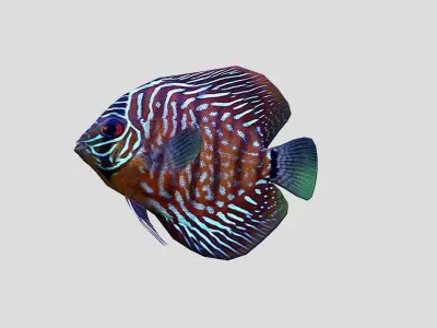 Discus  Realistic Animated Low-poly 3D model