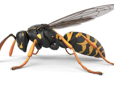 Wasp Low-poly 3D model