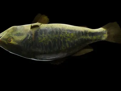 Largemouth Bass Low-poly 3D model