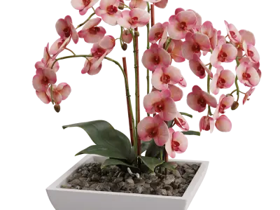  Orchid Plant Model, Red  buy