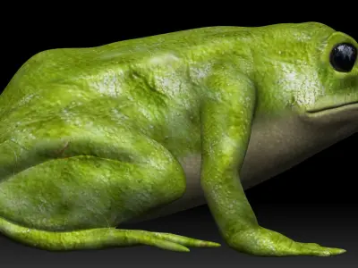 Green frog Low-poly 3D model