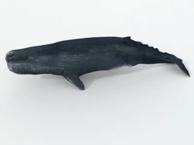 Cachalot whale Low-poly 3D model