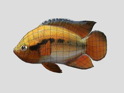 Rainbow Cichlid Low-poly 3D model