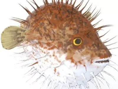 Blowfish puffer fish Low-poly 3D model