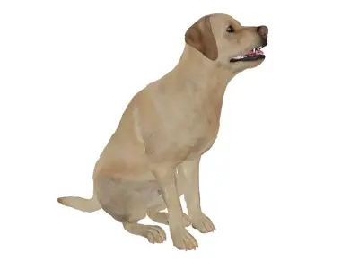 Begging White Labrador Dog Pose Fur Animated Rigged for Maya 3D model purchase