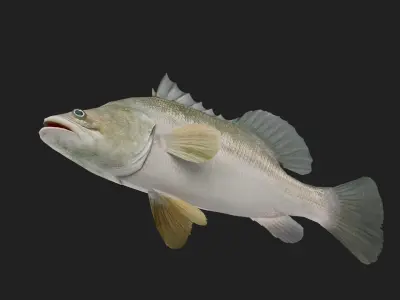 Bass fish Low-poly 3D model 4