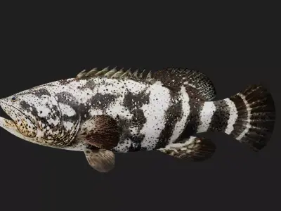 Grouper Low-poly 3D model 2