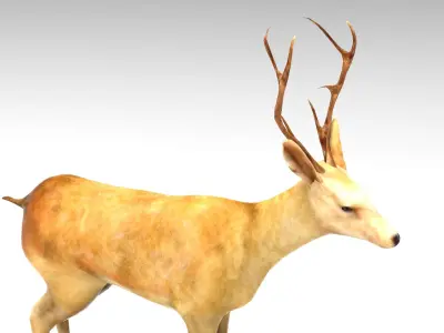 Deer  Rigged  Low-poly 3D model