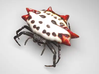 Gasteracantha Spider 3D model