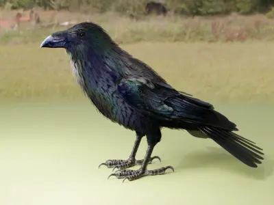  RAVEN-BLENDER 