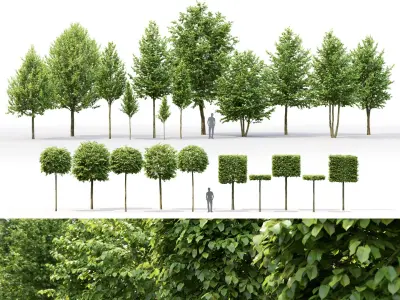 Tilia Pack 01 3D model