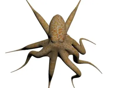 Octopus Low poly 3D model