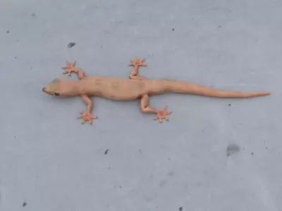 Wall Gecko Low-poly 3D model
