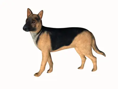 German Shepherd Low-poly 3D model