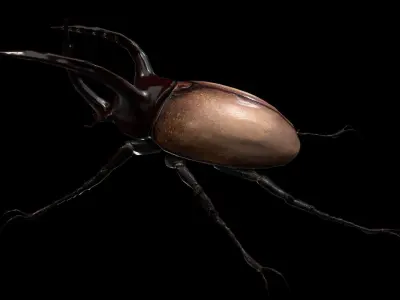 Rhino Beetle Fighting  Low-poly 3D model