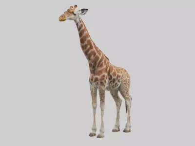 Reticulated giraffe Low-poly 3D model