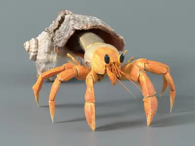  Hermit Crab Static 