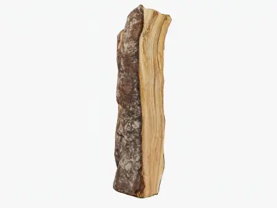 Scanned Tree Wood 01 3D model