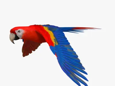 Ara Macao 'Scarlet Macaw Parrot' 3D model