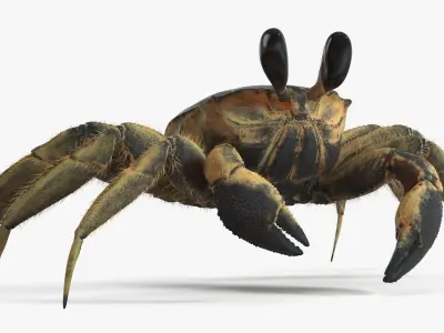  Ghost Crab Crustacean Black Fur 