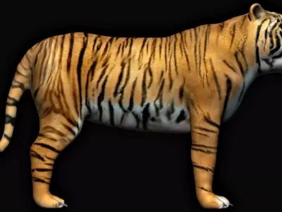 Tiger animation 3D model