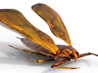 Belostomatidae Giant water bug Free 3D model