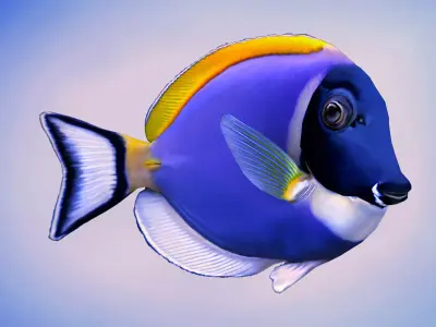 Acanthurus Leucosternon Low-poly 3D model