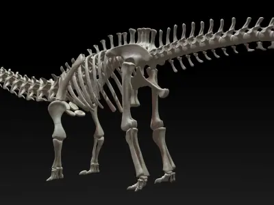 3D Diplodocus Skeleton Low-poly 3D model