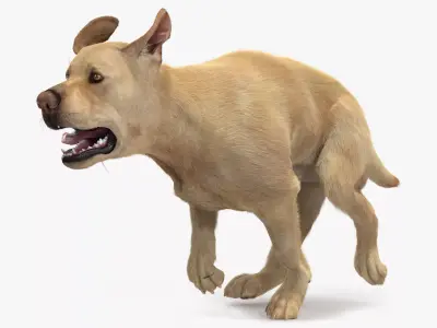 Running White Retriever Dog Fur Animated Rigged for Cinema 4D 3D model purchase