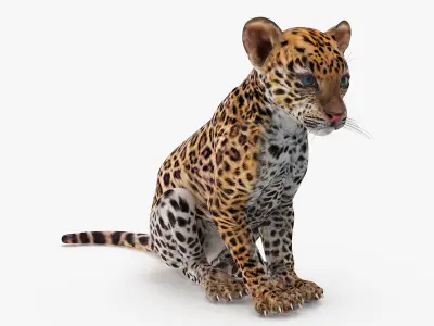 Leopard Cub Sitting Pose 3D model