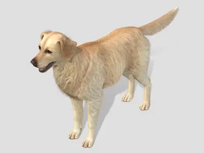 Dog - Golden Retriever 3D model