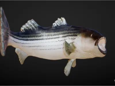 the Fish Low-poly 3D model
