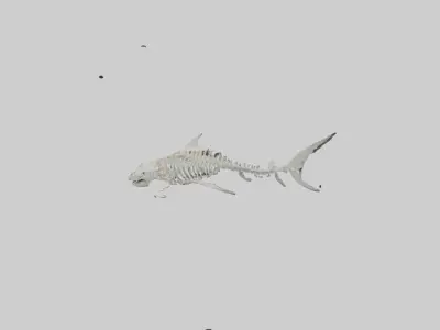 Tiger Shark Skeleton model 3D model