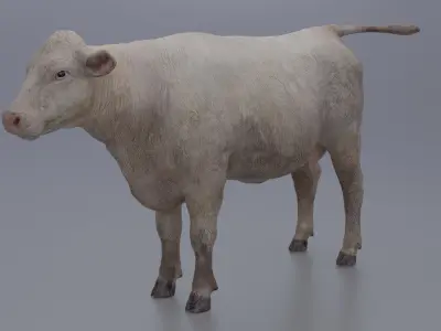 Cow-cattle Low-poly 3D model