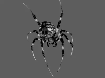 Spider 3D model 14