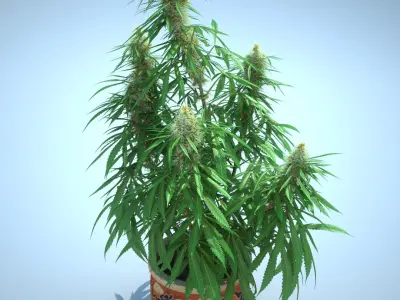  Cannabis Sativa Home Plant 